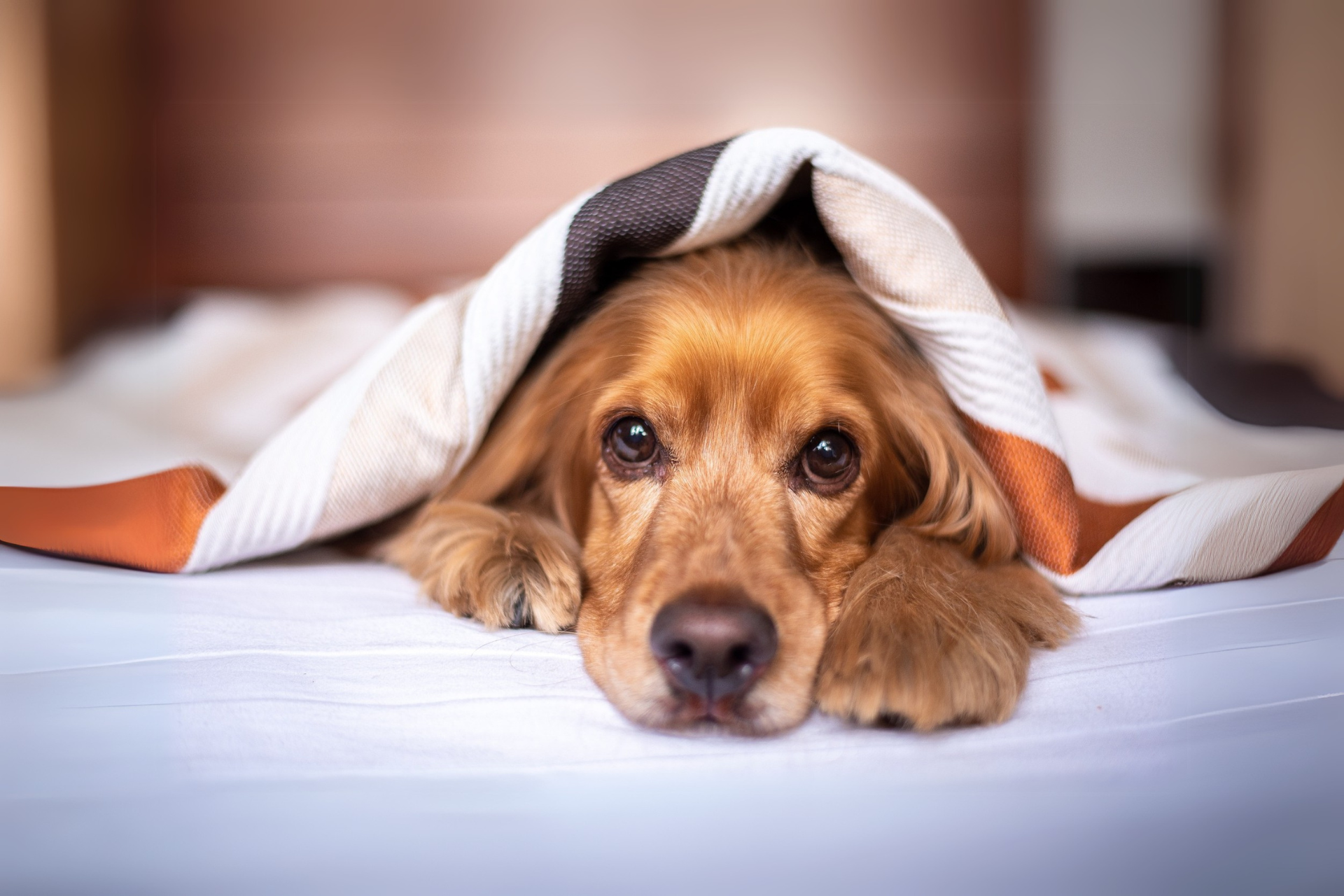 Your pet can come with you