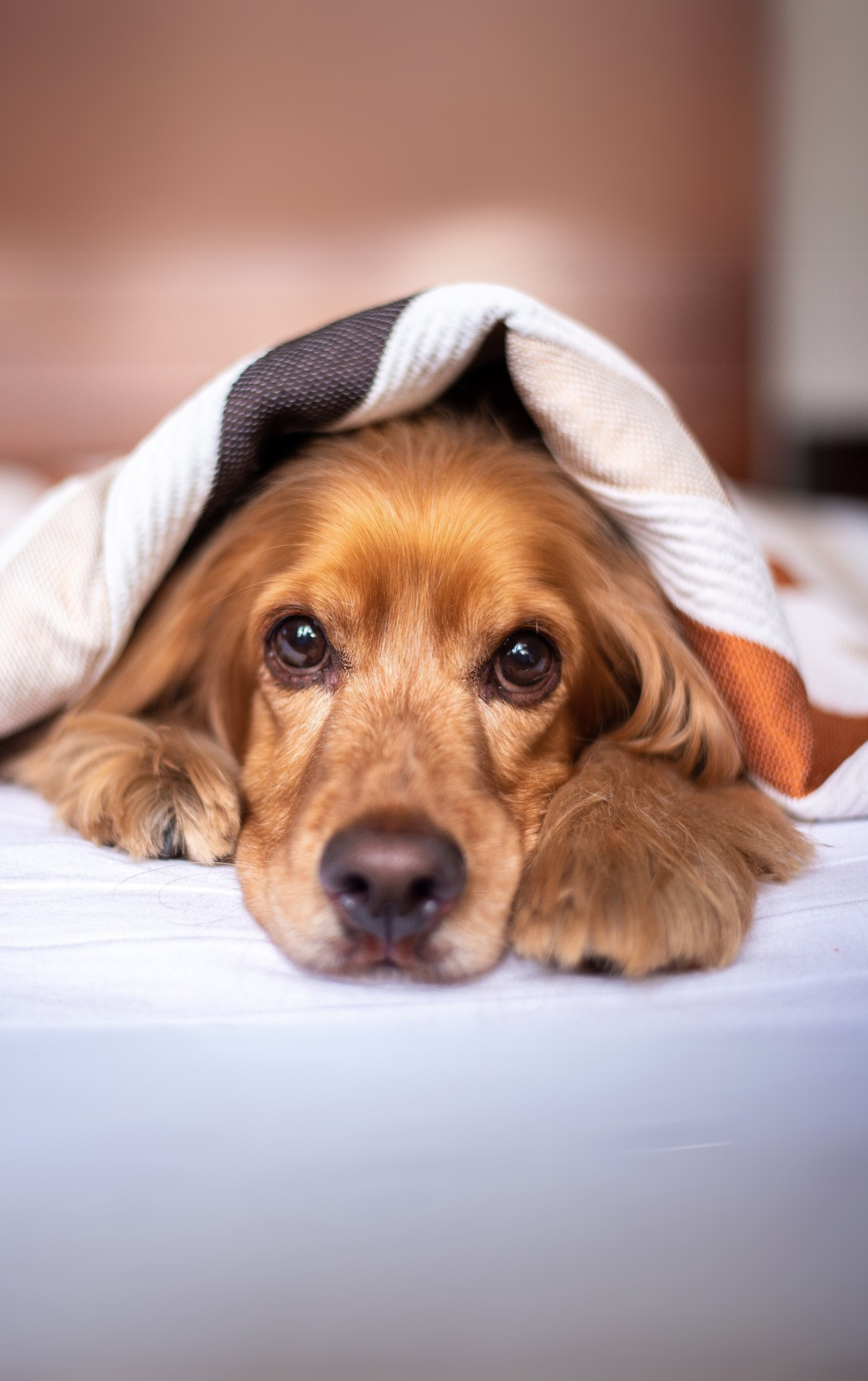 Your pet can come with you